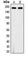 VEGFR1 (Phospho-Y1213) Rabbit Polyclonal Antibody