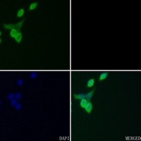 FRA2 Rabbit Polyclonal Antibody