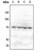 Ku70 Antibody [KO/KD Validated]
