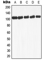 GAB1 (Phospho-Y659) Rabbit Polyclonal Antibody
