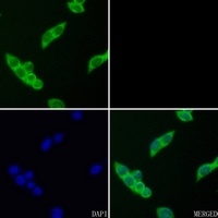 GAPDH Rabbit Polyclonal Antibody
