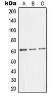 Glycerol Kinase 2 Antibody