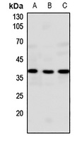 GPR20 Rabbit Polyclonal Antibody