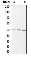 GRB10 (Phospho-Y67) Rabbit Polyclonal Antibody
