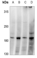 GRLF1 (Phospho-Y1087) Rabbit Polyclonal Antibody