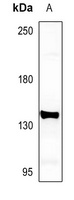 mGLUR5 Antibody