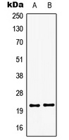 GSC2 Antibody