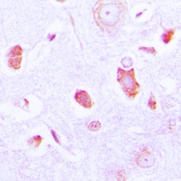 GUCY1A3 Rabbit Polyclonal Antibody