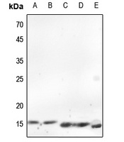 Histone H2A.X Rabbit Polyclonal Antibody