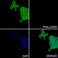 HSC70 Rabbit Polyclonal Antibody