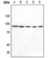 HSP90 alpha Antibody