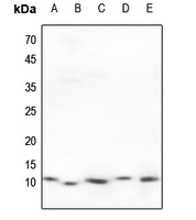 HSPE1 Antibody