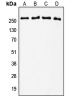 Tenascin C Antibody