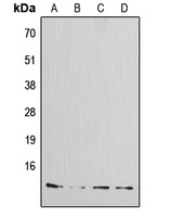 Amylin Antibody