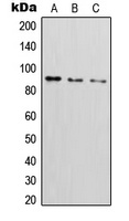 CD54 (Phospho-Y512) Rabbit Polyclonal Antibody