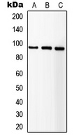 IGF1 Receptor Antibody