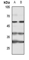 Cytokine IK Antibody