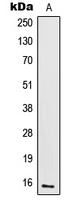 IL-2 Antibody