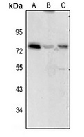 CD122 Antibody