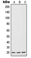 IL-7 Rabbit Polyclonal Antibody