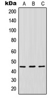 IDO1 Rabbit Polyclonal Antibody