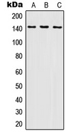 SHIP1 Rabbit Polyclonal Antibody