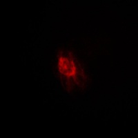 IRS1 Rabbit Polyclonal Antibody