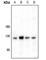 CD49c Rabbit Polyclonal Antibody