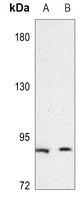 CD49e HC Rabbit Polyclonal Antibody