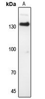 CD51 Rabbit Polyclonal Antibody