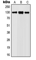 JAK1 (Phospho-Y1022) Antibody