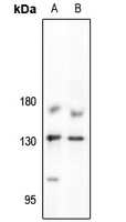JAK1 Antibody