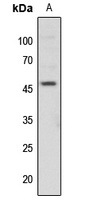 c-Jun (Phospho-T91) Rabbit Polyclonal Antibody