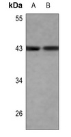 c-Jun Rabbit Polyclonal Antibody