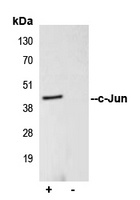 c-Jun Rabbit Polyclonal Antibody