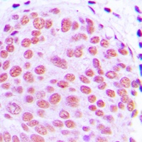 c-Jun Rabbit Polyclonal Antibody