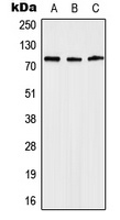 Anosmin Rabbit Polyclonal Antibody