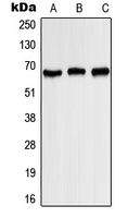 Kv1.3 (Phospho-Y187) Antibody