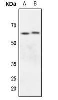 Kv1.3 Antibody