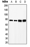 SLP76 (Phospho-Y128) Rabbit Polyclonal Antibody