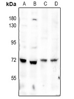 SMAD4 Rabbit Polyclonal Antibody