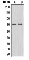 TAU (Phospho-S579) Rabbit Polyclonal Antibody
