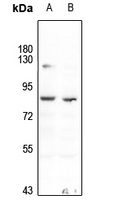 TAU (Phospho-T534) Rabbit Polyclonal Antibody