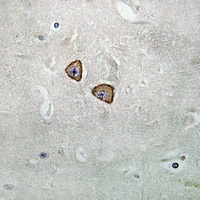 TAU (Phospho-T534) Rabbit Polyclonal Antibody