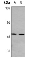MAZ Rabbit Polyclonal Antibody