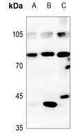 CDC46 Rabbit Polyclonal Antibody
