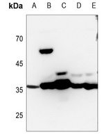 MDH1 Rabbit Polyclonal Antibody