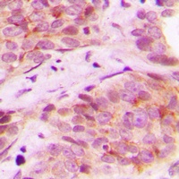 Mammaglobin B Antibody