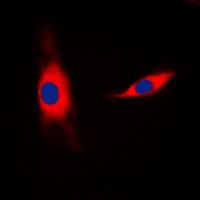 Mammaglobin B Antibody