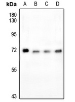 FOXO4 (Phospho-S197) Rabbit Polyclonal Antibody